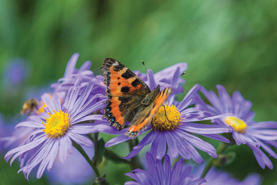 Small tortoiseshell butterfly