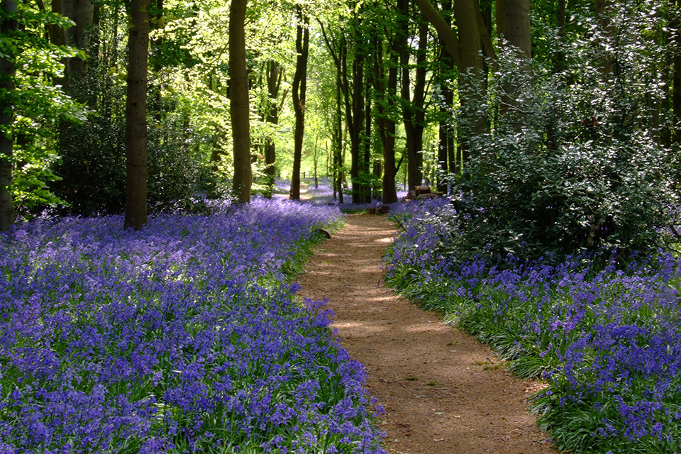 Bluebell Woods