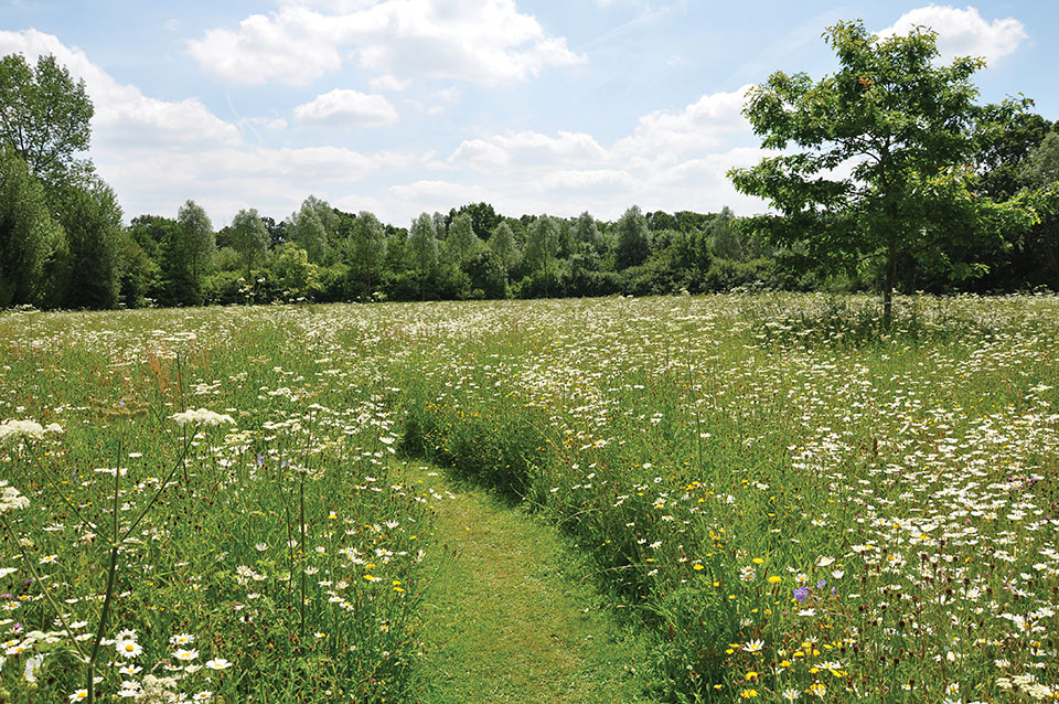 Wild flowers