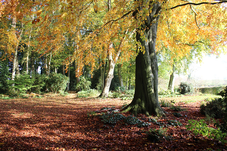 Autumn scene