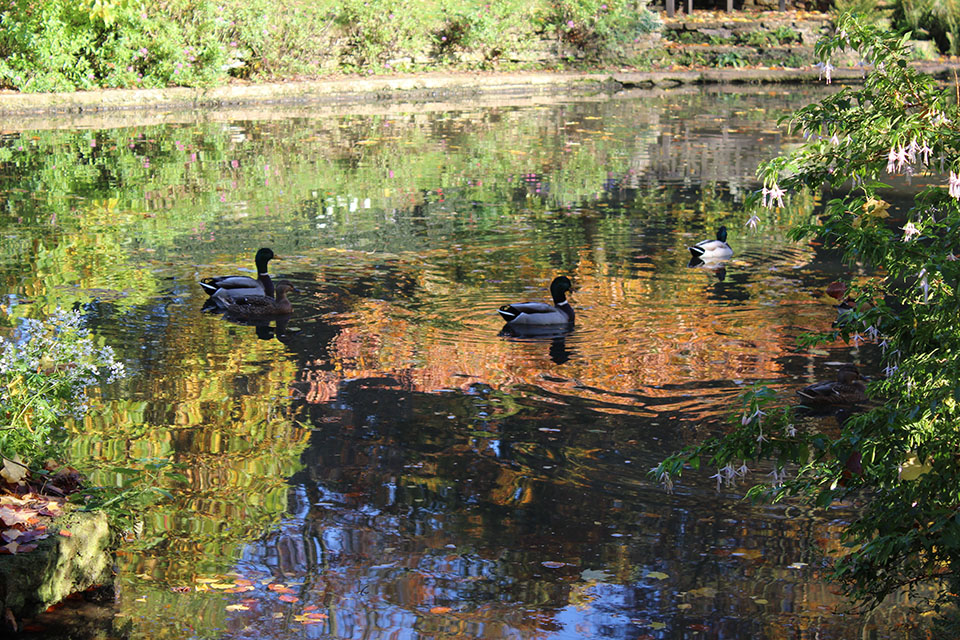 Ducks on the pond