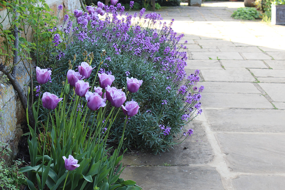 Flowers on a path