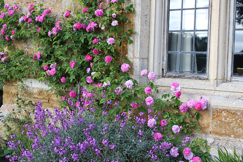 IMG_7391_flowers_window