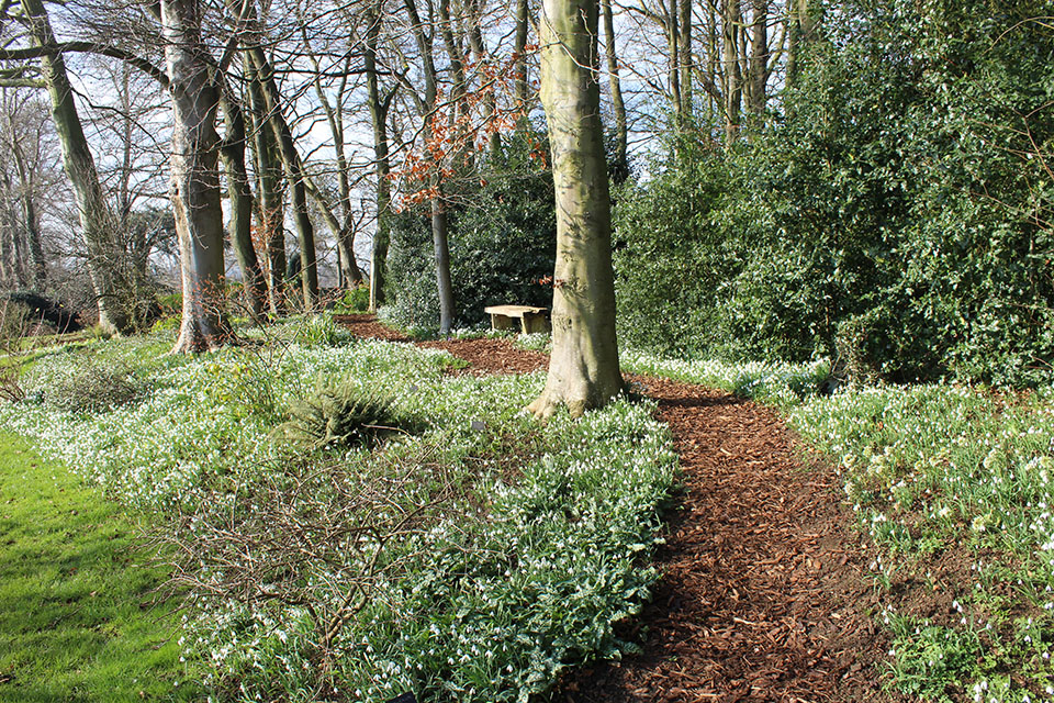 Snowdrops