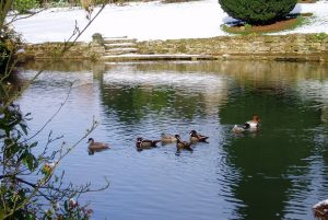 Ducks in Winter