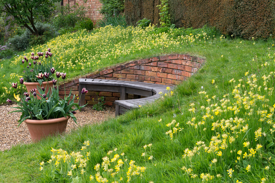 Cowslips are naturalised in a grassy bank