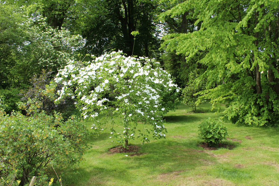 Cornus 'Eddie's White Wonder'