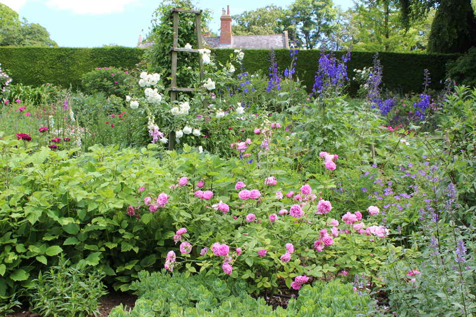 Roses in Midsummer Border