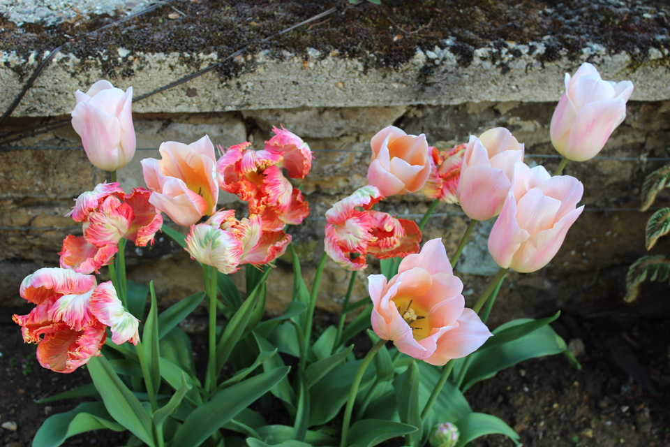 Tulips Apricot Beauty & Parrot