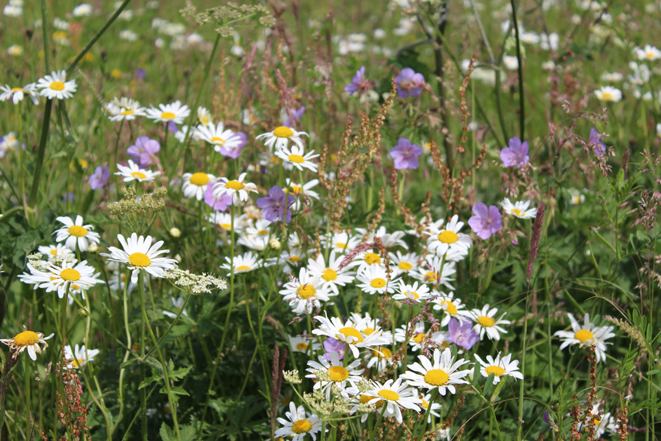 Ox eye daisies & Cranesbills in Wildflower Meadow