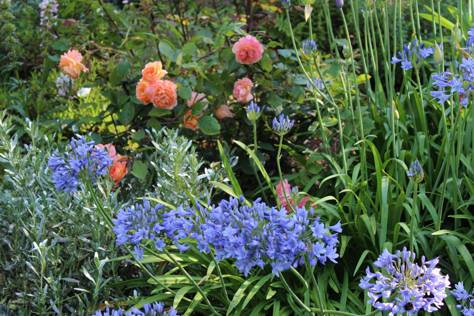 Agapanthus & rose on Mediterranean Bank