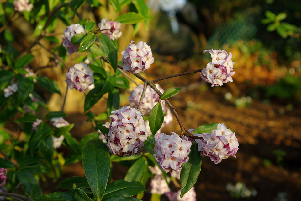 Daphne bholua 'Jaqueline Postill'