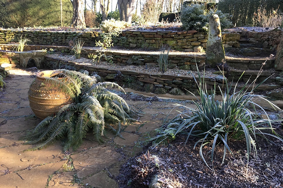 Frosted fern