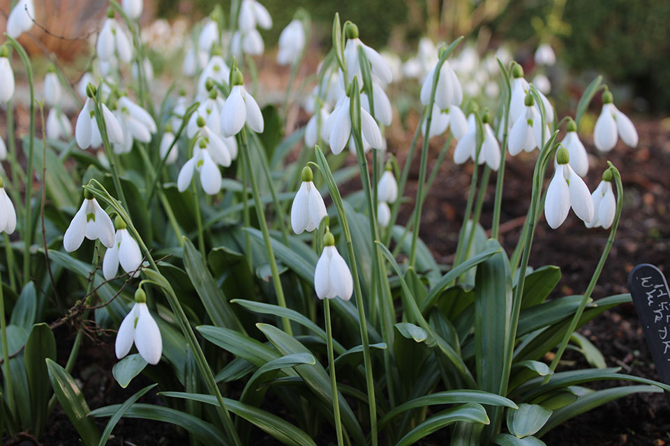 Galanthus plicatus ex Coton Manor