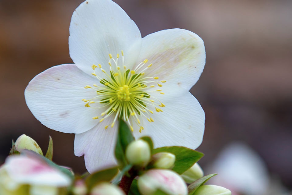 Helleborus x hybridus