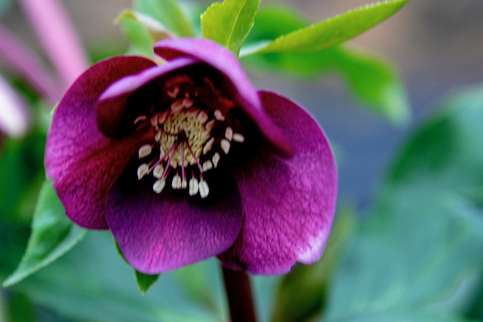 Helleborus x hybridus